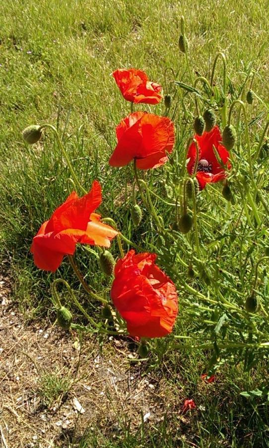 Jugendtours-Feriendorf Ummanz מראה חיצוני תמונה